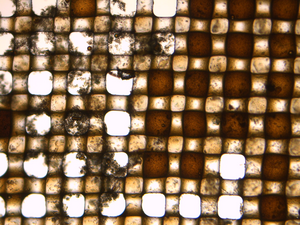 Biofilm growing on oil-coated mesh net. Biofilms play an important role in bioremediation of oil spills. Photo: Leendert Vergeynst, AU.