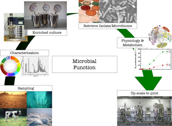 Microbial Function. Figure: Alberto Scoma, AU.