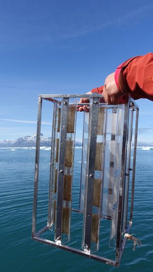 A mooring with oil-coated adsorbents recovered from 650m depth after 1 month in-situ exposure in Godthåbsfjord, Greenland. Photo: Leendert Vergeynst, AU.