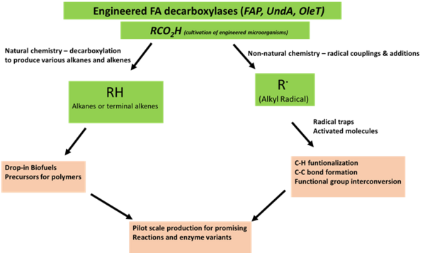 Fatty Acid Decarboxylases for Production of Drop-in Biofuels and Platform Chemicals. Figure Bekir Eser, AU.