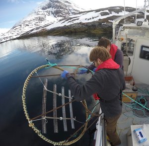Deploying a sediment mooring with oil-coated adsorbents in Godthåbsfjord, Greenland. Photo: Leendert Vergeynst, AU.