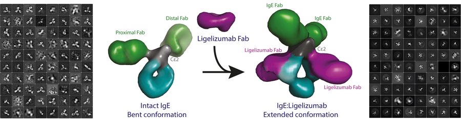 The first three-dimensional structures of the IgE antibody triggering allergic reactions. To the left is shown the experimental data obtained with electron microscopy that were combined to yield the three dimensional structure of IgE itself. 