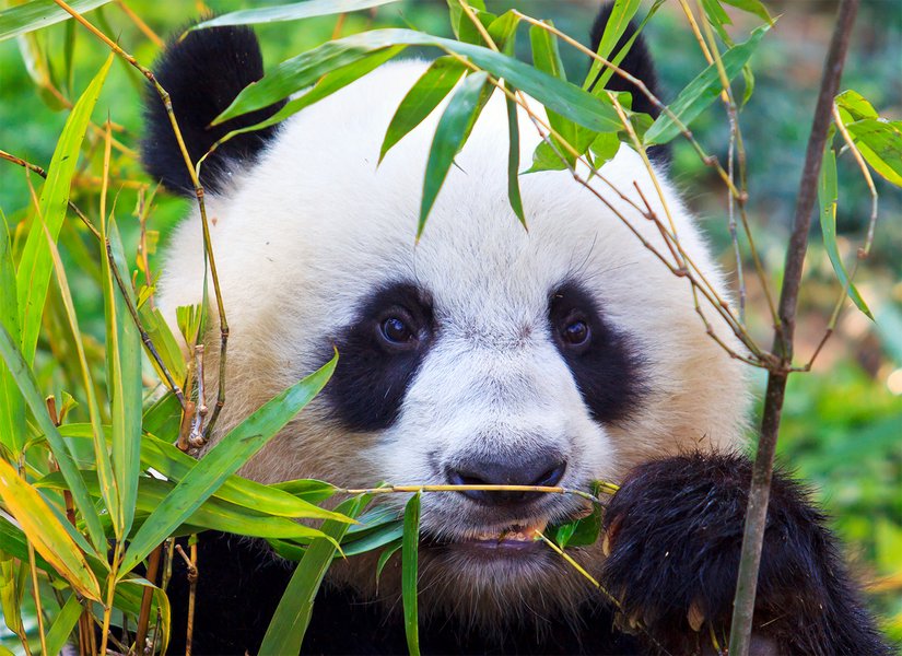 "The microbial culture that has developed in the gut of pandas seems to be quite unique," says Associate Professor Alberto Scoma from the Department of Engineering. Photo: Colourbox.