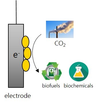 Understanding the bacteria capable of microbial electrosynthesis. Figure: Jo Philips, AU